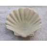 shell-plate-with-starfish
